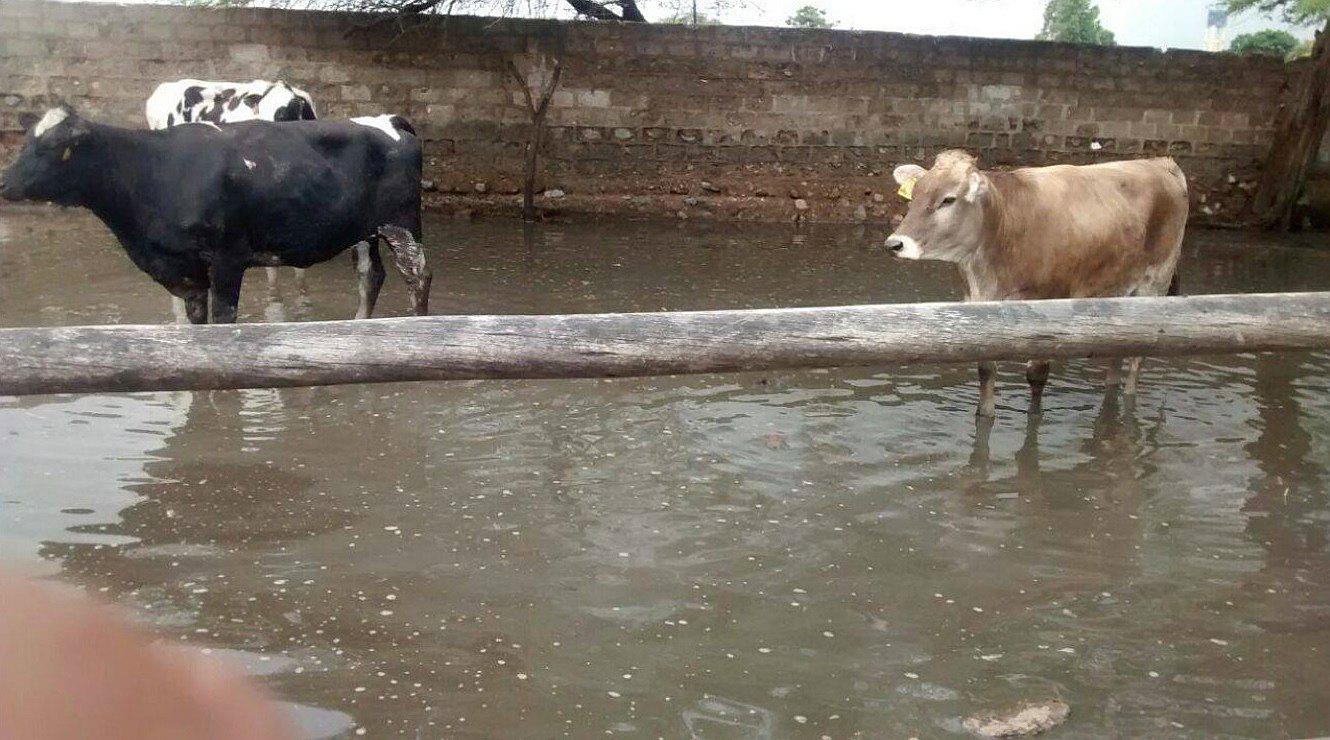 La Libertad: Ganaderos pierden más de S/ 30 millones en producción por huaicos (VIDEO) 