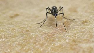 Minsa emite alerta epidemiológica en todo el Perú ante aumento de casos de dengue 