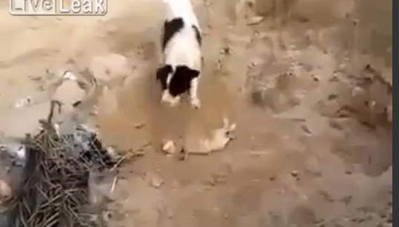 Perro entierra a cachorrito muerto en Medio Oriente (Video)