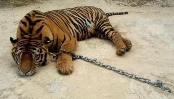 Un tigre que fue alejado de su hábitat natural descansa mientras está encadenado. Foto: Instagram