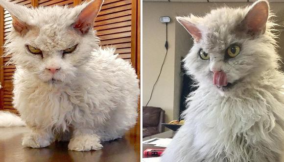 Instagram: Conoce la historia del gato más 'gruñón' del mundo (VIDEO)