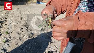 Casi el 50% de los cultivos de papa en Marcavalle se han perdido por sequía y heladas