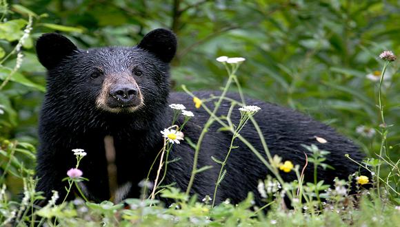 Retiran al oso negro americano de la lista de especies en peligro