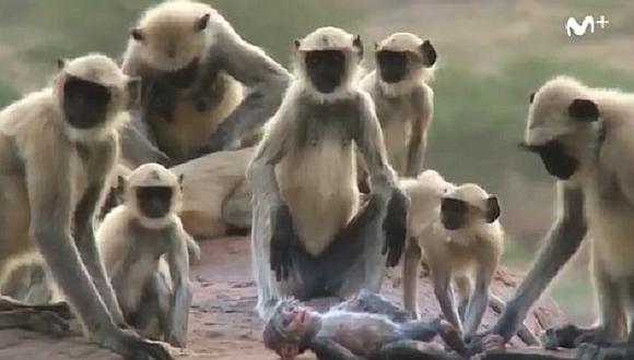 ​Twitter: esta es la conmovedora reacción de unos monos al perder una supuesta cría (VIDEO)