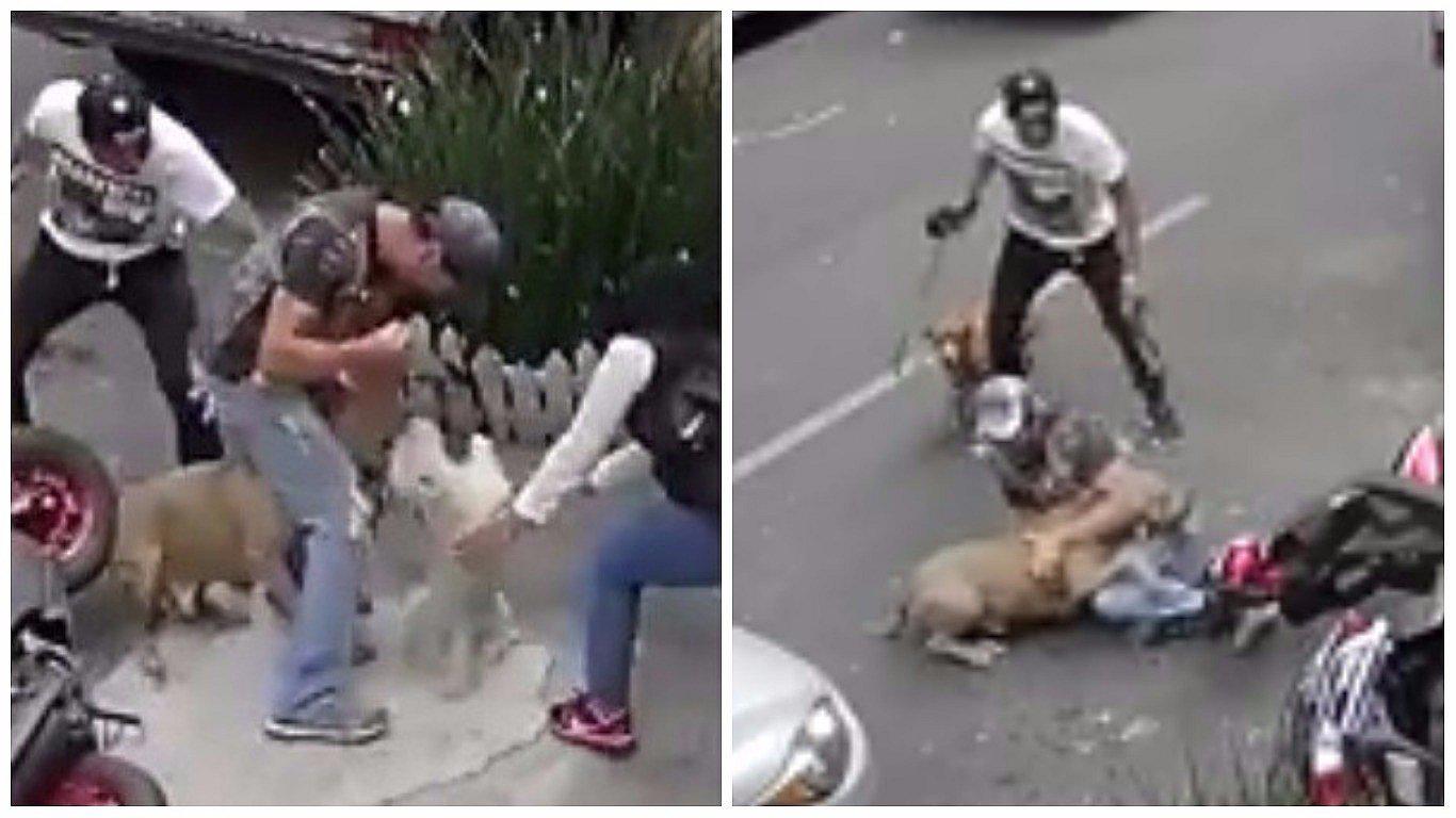 Facebook: joven enfrentó a Pitbull para ayudar a su mascota durante ataque (VIDEO)