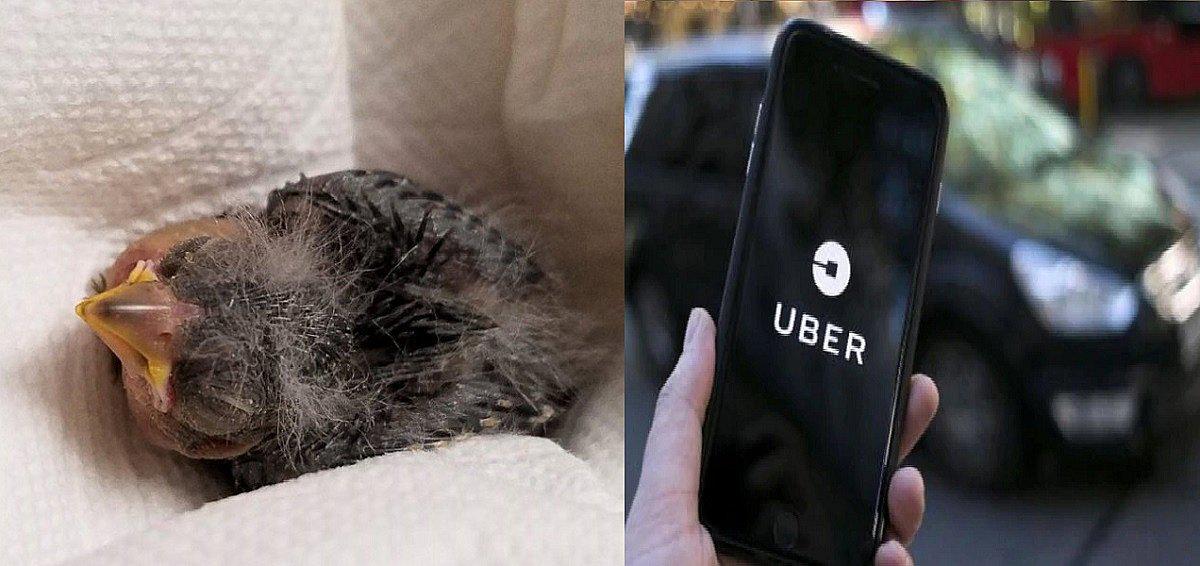 Hombre en estado de ebriedad halla a pajarito mal herido y lo manda en Uber a veterinario (FOTOS)