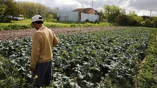 Agricultor advierte presencia partículas minerales en sus cultivos