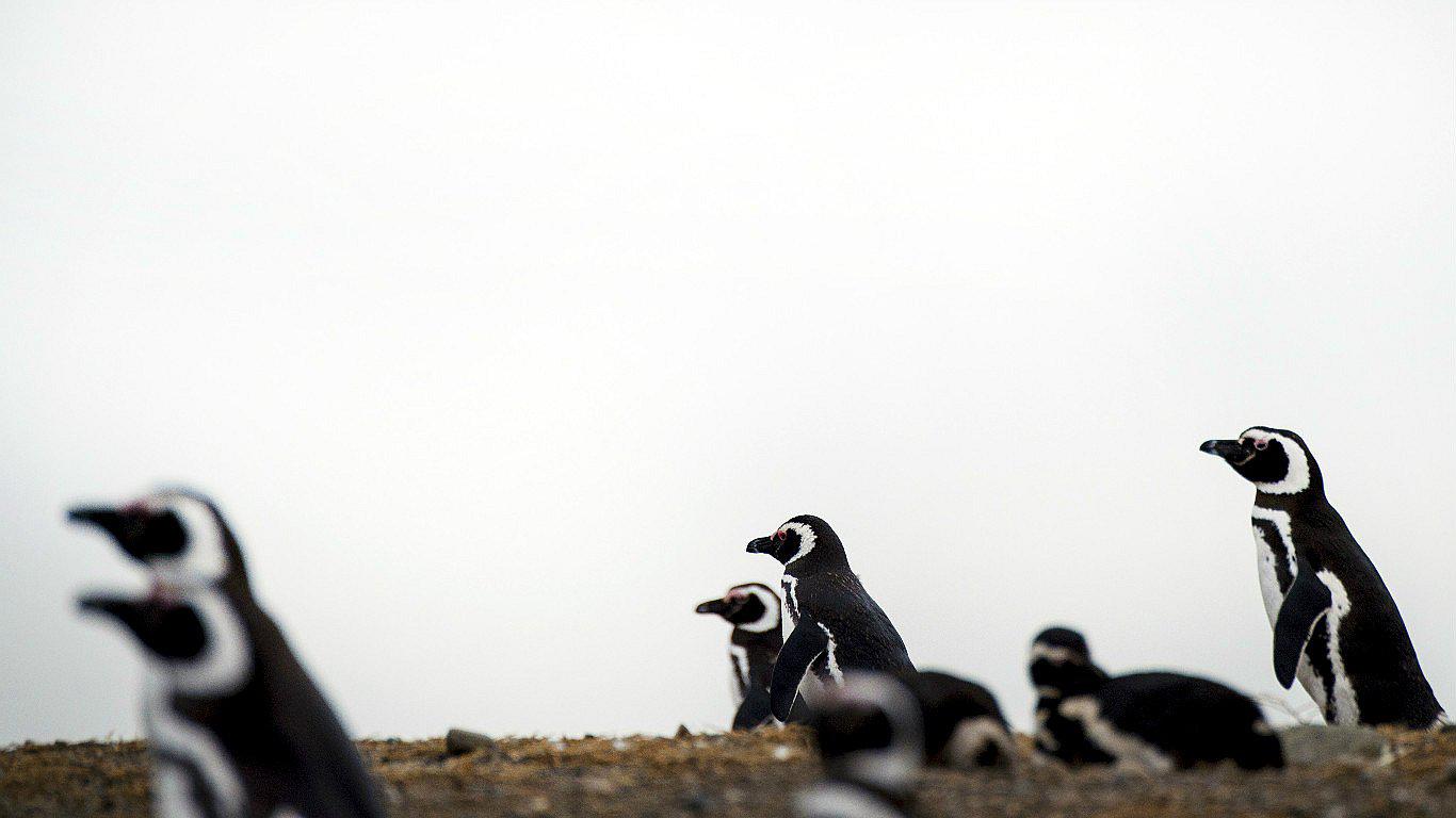 Hallan en la Antártida fósiles de pingüinos de hace 34 millones de años (FOTO)