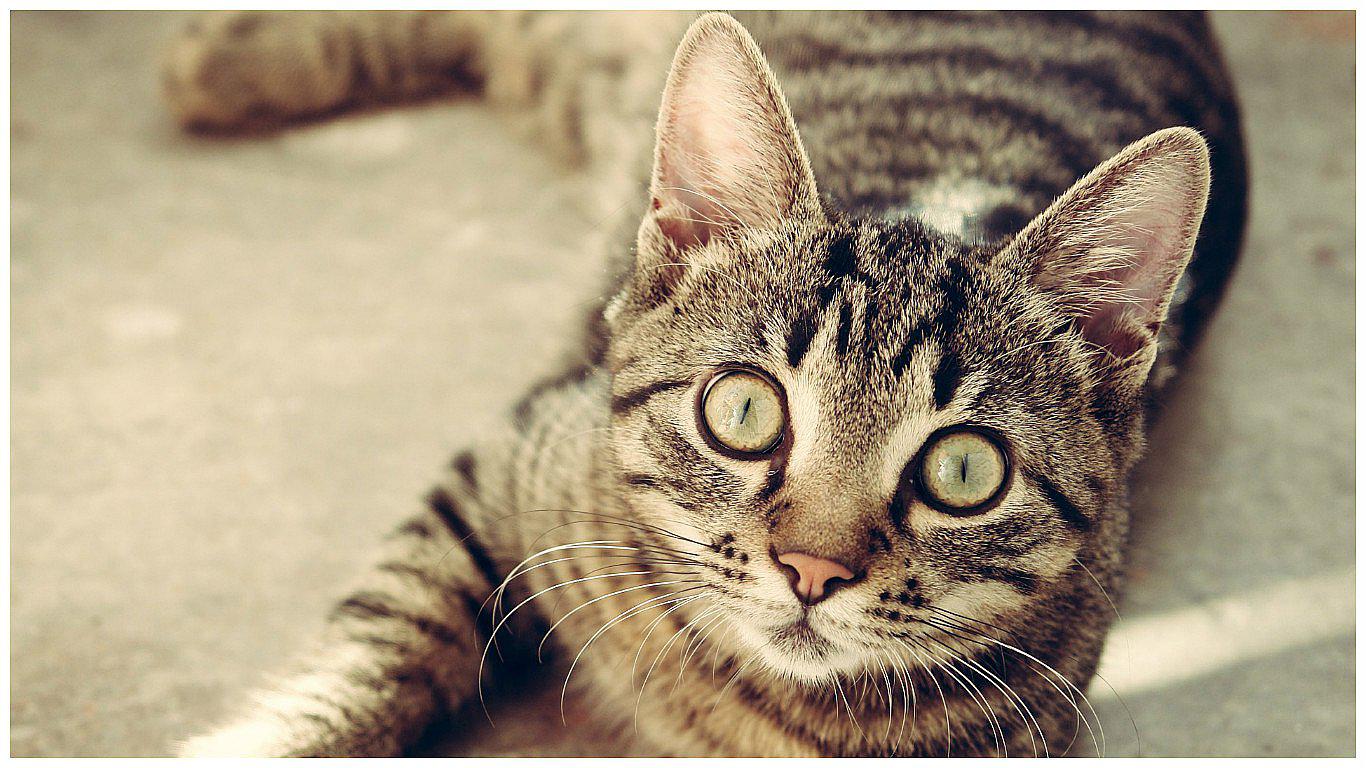 ¿Dónde y cómo los gatos se domesticaron?