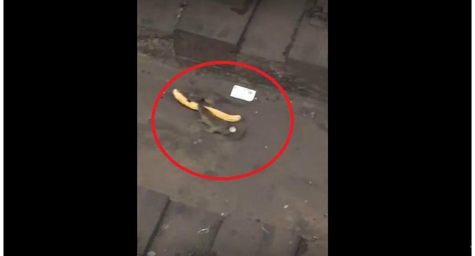 Dos Ratas Peleando Por Un Churro