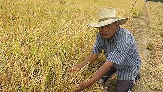 Agricultores de Arequipa están en contra del “fertibono” del Ministerio de Desarrollo Agrario