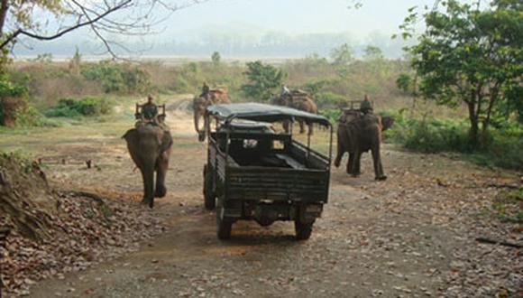 Países fracasan en protección de elefantes, tigres y rinocerontes