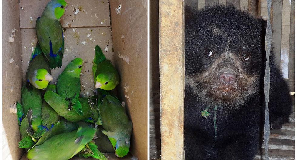 El cruel negocio del tráfico de animales silvestres en el Perú (FOTOS