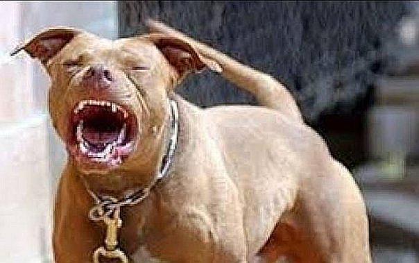 Chanchamayo: Cuatro perros pitbull atacan a ciudadano y lo dejan grave (VIDEO)