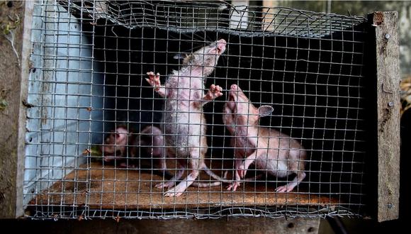Ratas siendo ofrecidas en un mercado extranjero para el consumo humano. | Foto: EFE