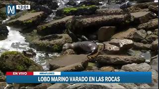 Lobo marino quedó varado en playa Punta Roquitas (VIDEO)