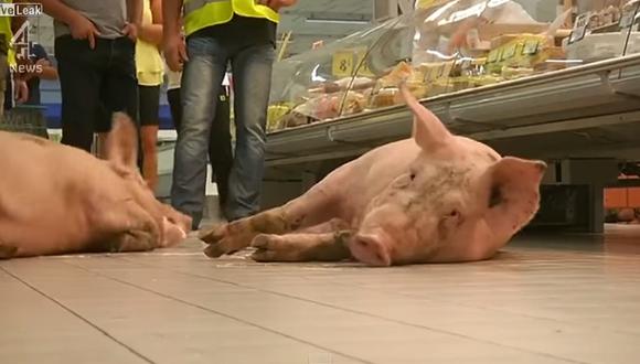 YouTube: Granjeros liberan cerdos en supermercado en señal de protesta (VIDEO)