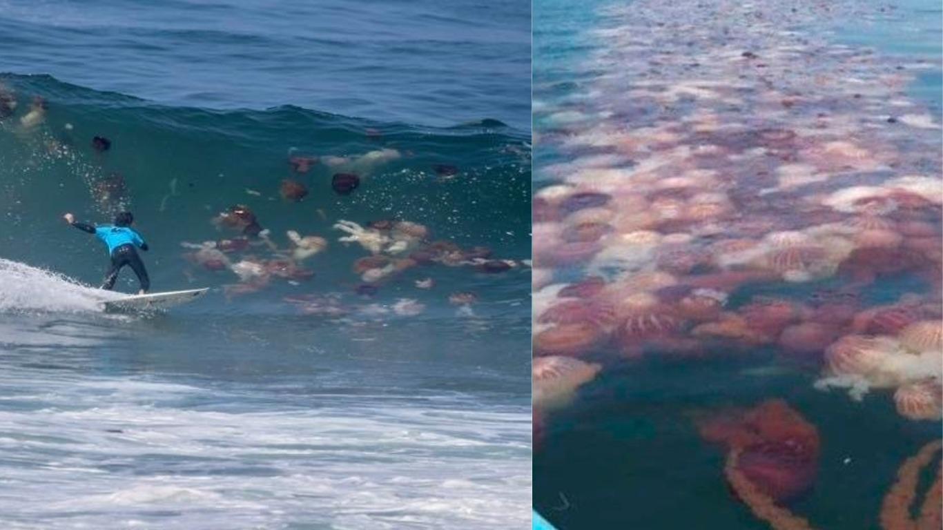 Usuarios de redes sociales publicaron el fin de semana fotografías y videos de decenas de malaguas principalmente en el mar de Lurín y Punta Hermosa, pero también en las playas, alertando a los bañistas. (Foto: OnMyWaySoon)