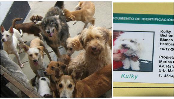 ¡Atención! perros y gatos de esta provincia peruana tendrán documento de identidad (DIM)
