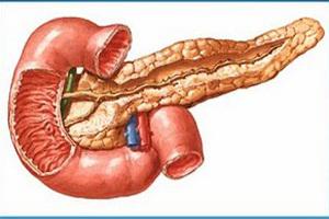 Logran generar artificialmente un páncreas en un cerdo