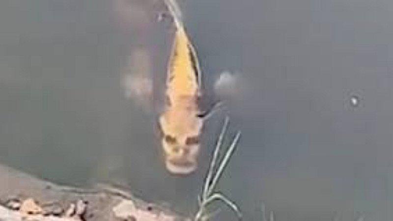 Pez con “rostro humano” es captado en laguna de China 