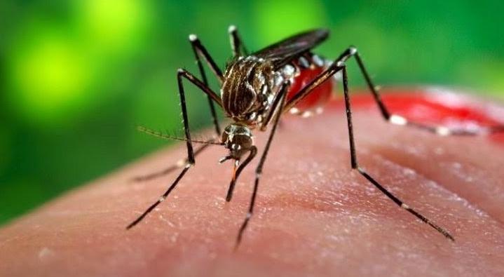 Personas asintomáticas pueden transmitir dengue a mosquitos, según un estudio