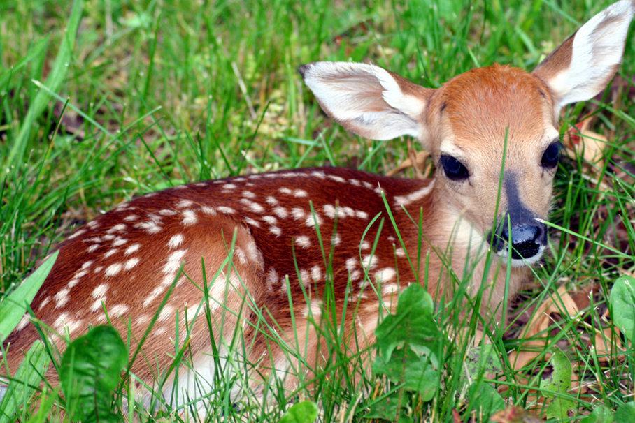 Parque de las Leyendas: Venado bebé es la nueva atracción de zoológico (VIDEO)