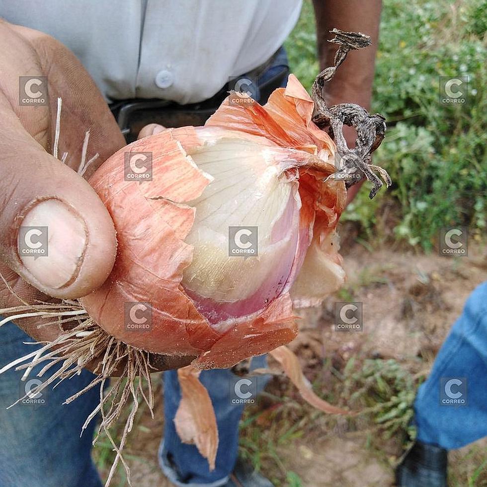 300 hectáreas de cebolla malogradas por las lluvias en Alto Cural (FOTOS)