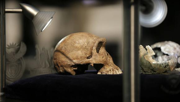 Homínidos primitivos habrían convivido con el hombre moderno en África