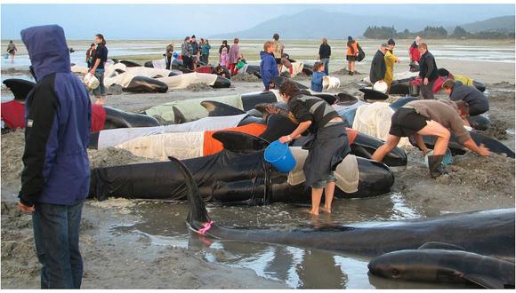 Hallan al menos 300 ballenas muertas en playa de Nueva Zelanda