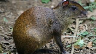 Tumbes: ​Encuentran roedor gigante en el Parque Nacional Cerros de Amotape
