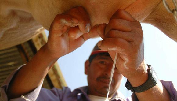 En la región Junín solo el 30% de la leche que consumimos es fresca 