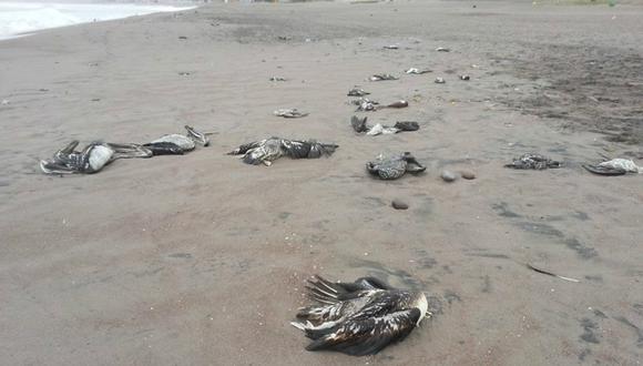 Cientos de aves son encontradas muertas en playas de Trujillo