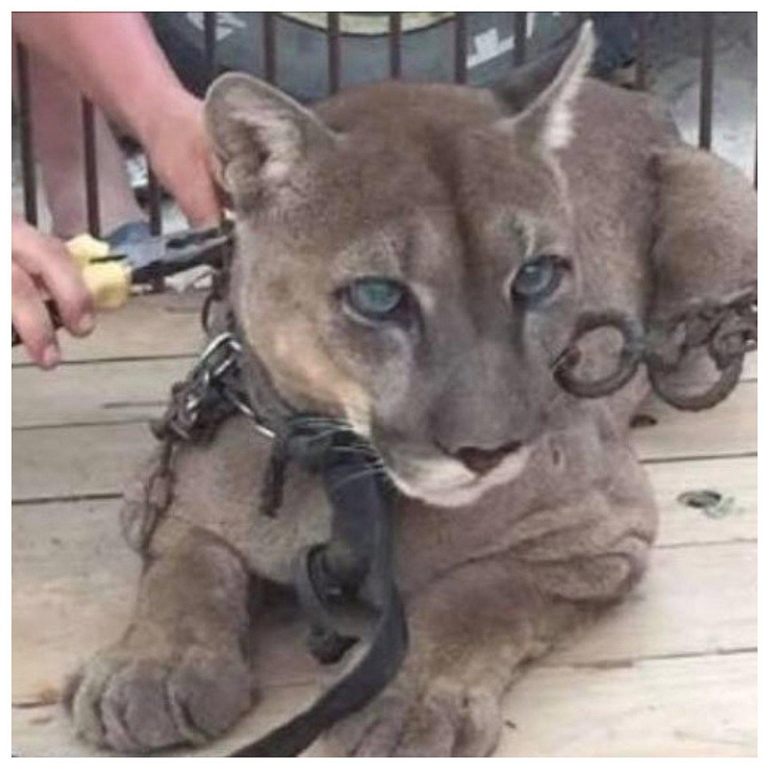 Ica: Capturan a puma que escapó de su jaula