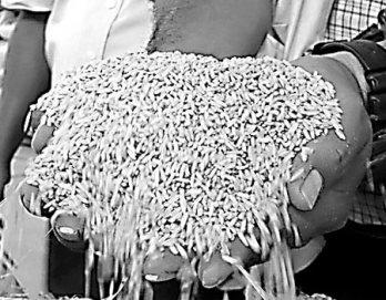 Arroz
 superior
 era "pobre"