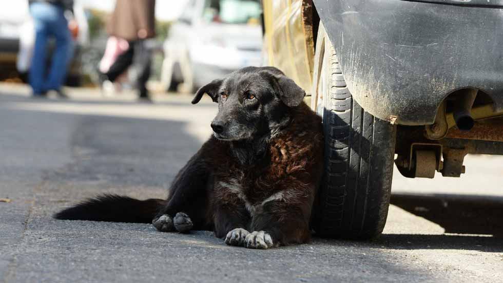 Está comprobado que la compañía de un perro mejora el estado de ánimo, la salud mental y la condición física tanto del dueño como de la mascota (Foto: /pixabay)