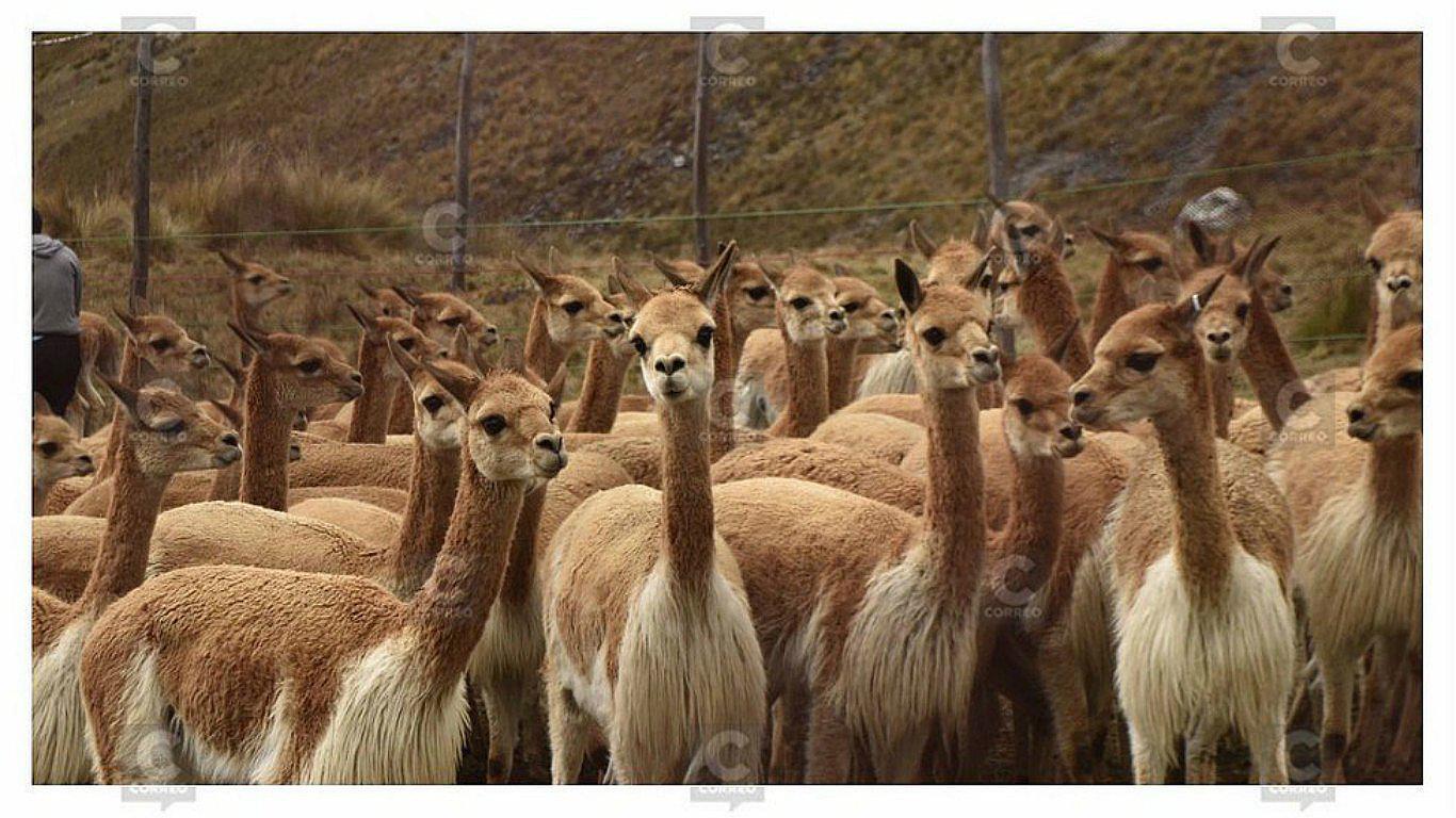 Cusco: países sudamericanos se reúnen para actuar por la conservación de la vicuña