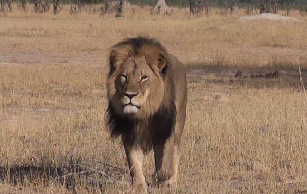 Cazadores de animales se defienden tras muerte de león Cecil