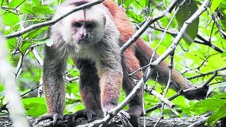 Alertan que el mono machín de Tumbes está en peligro de extinción