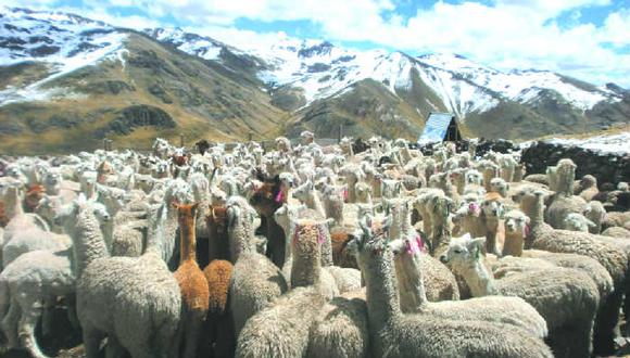Huancavelica: Más de 6 mil familias criadoras de alpacas con problemas económicos por cuarentena. (Foto archivo: GEC)
