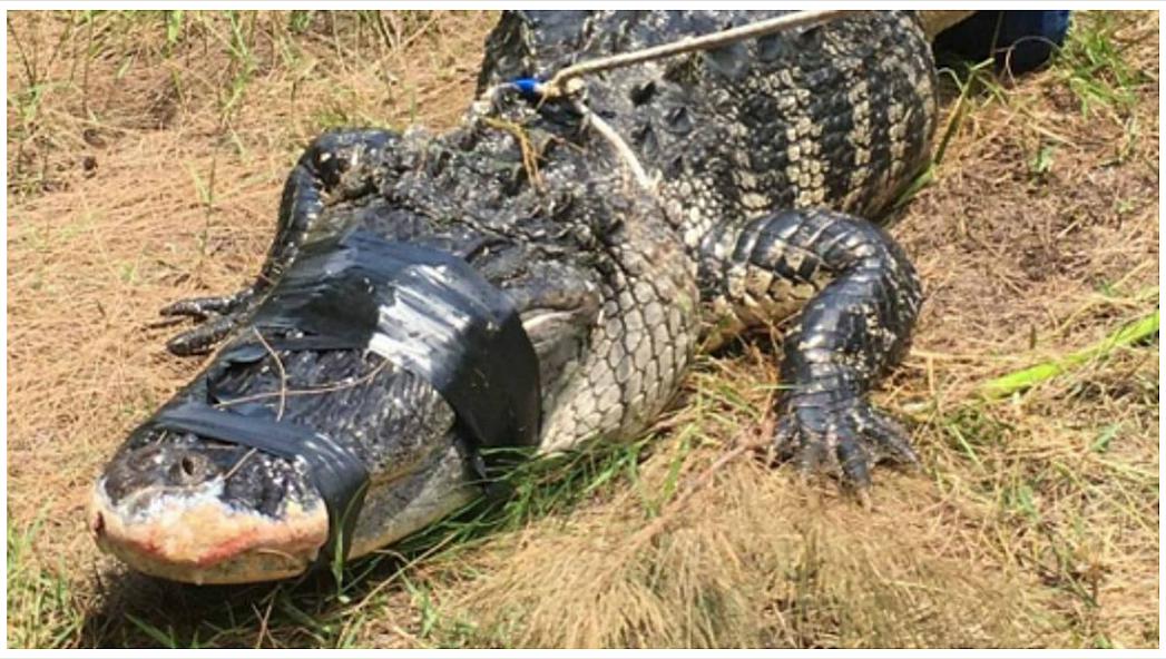 Hallan el cadáver de mujer que fue atacada por un cocodrilo mientras paseaba a sus perros