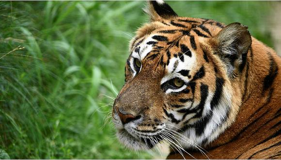 Tigre ataca a su cuidador y le arranca los brazos (VIDEO) 