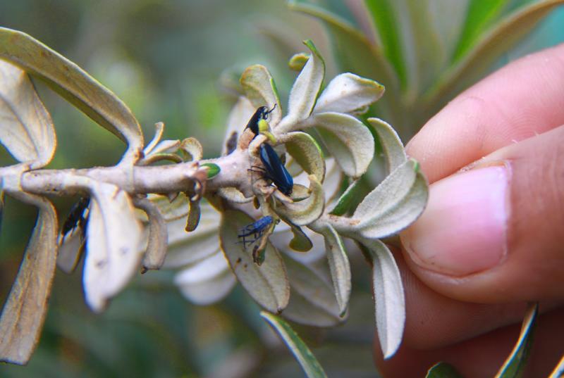 Plaga de "pulgas saltonas" invaden parques de Huancayo