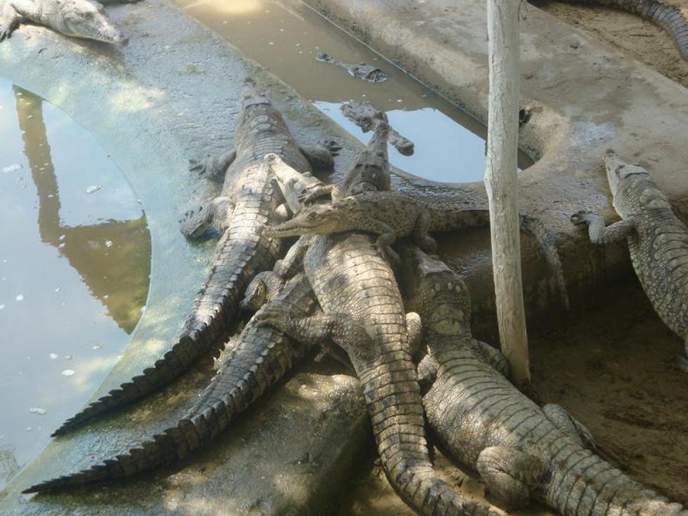 Cierran zoocriadero de cocodrilos por invasión 