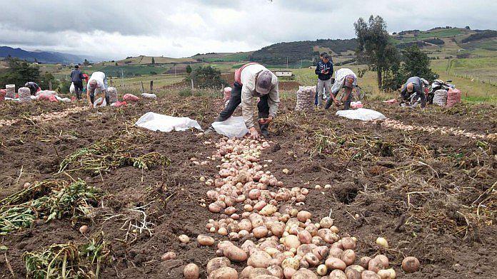 Encuesta de intención de siembra evitará sobreproducción