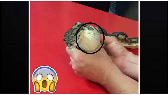 YouTube: serpiente se tragó esto y causa alarma en veterinario (VIDEO)