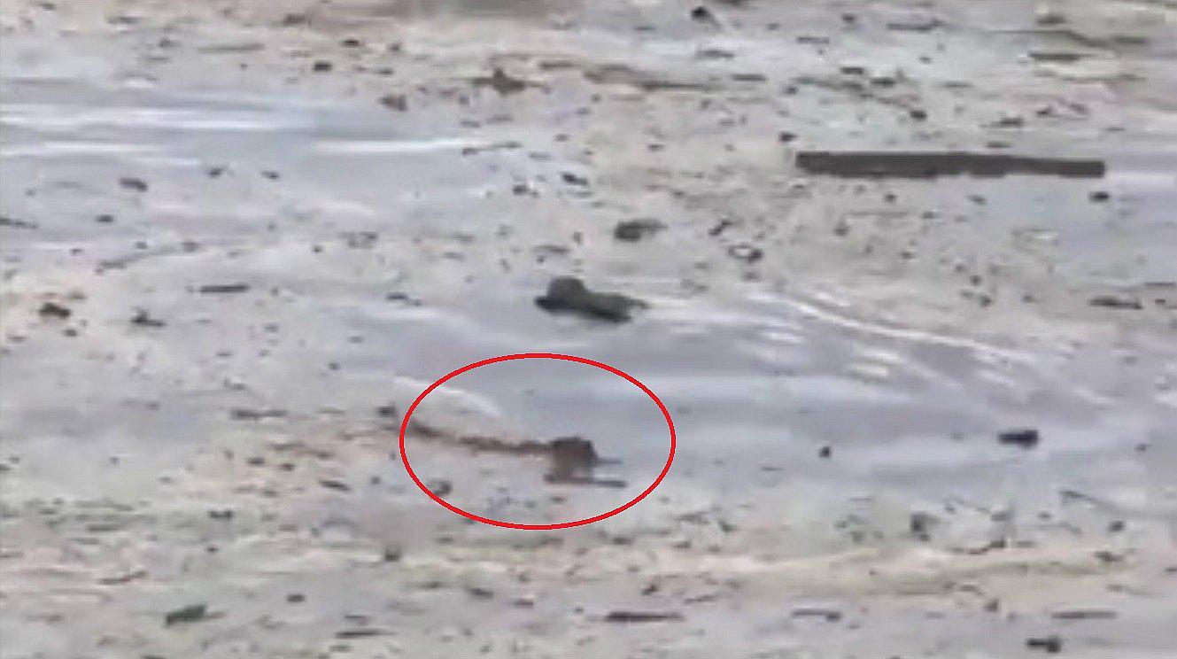 Mira la sorprendente acción de este perrito en medio del huaico (VIDEO) 