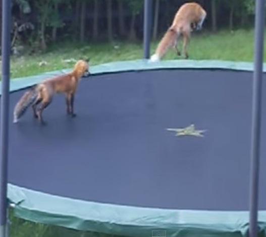 YouTube: Zorros ingresan al jardín de una casa y se divierten en cama elástica (Video)