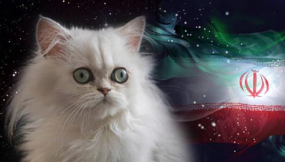 Irán planea enviar un gato persa al espacio