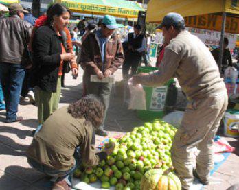 Challabamba, primer productor de manzana
